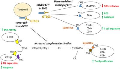 Complement factor H: a novel innate immune checkpoint in cancer immunotherapy